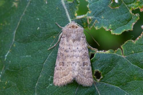 Hoplodrina sp.